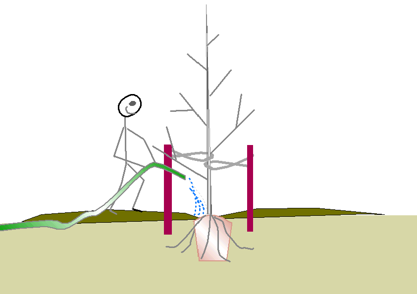 Watering-Newly-Planted-Tree
