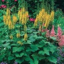 Ligularia and Astilbe