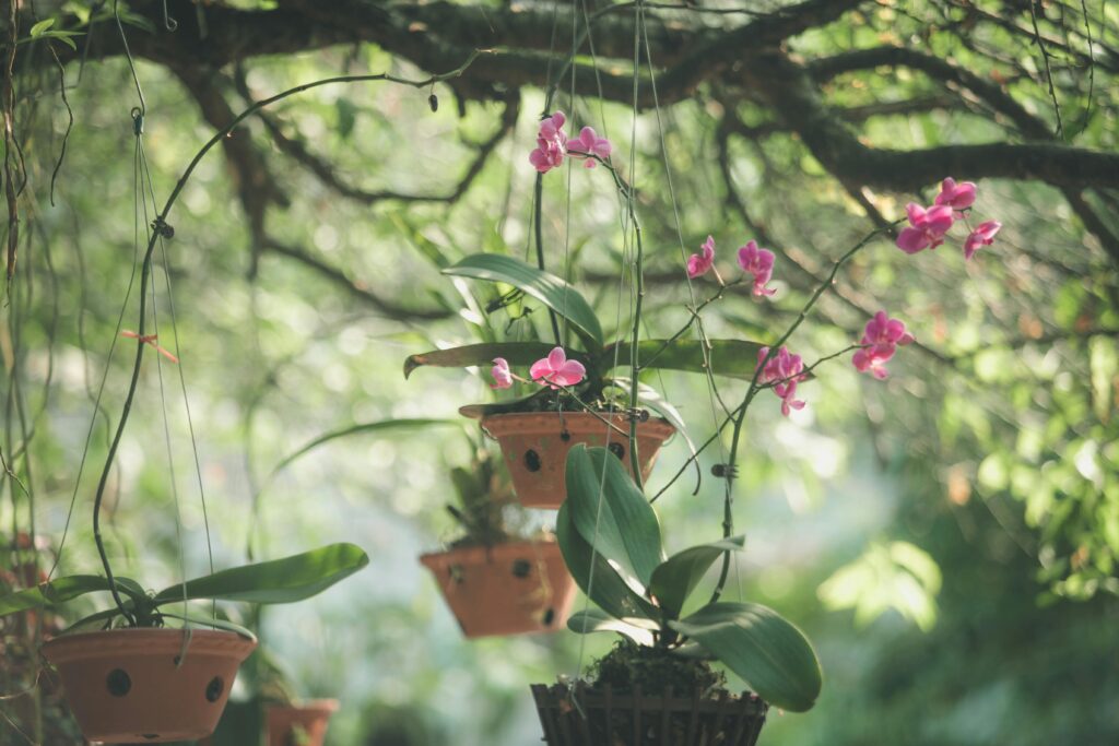 Orchid Hanging Pot