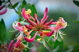 blossom-3499633_1280-aw-freeuse-download