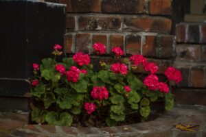 Zonal Geranium