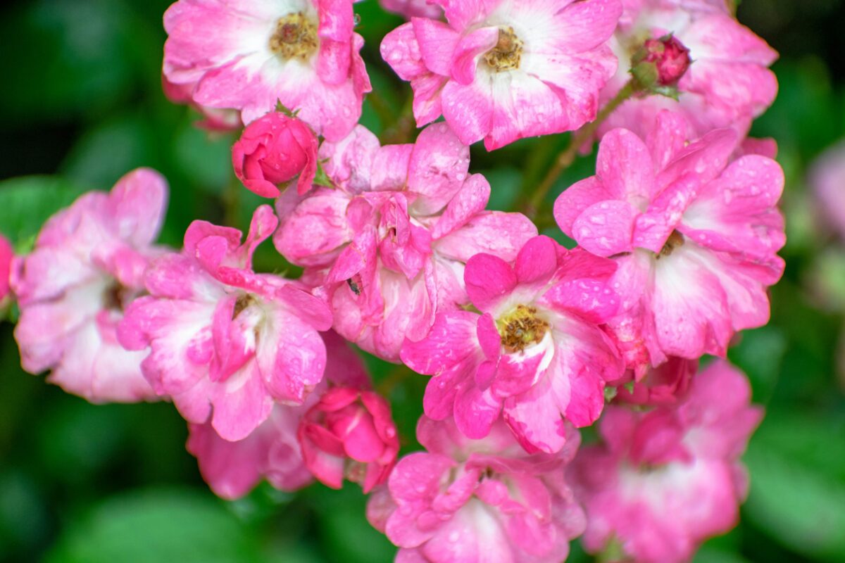 A Short History of the Geranium - Town and Country Gardens