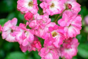 Hybrid Seed Geranium