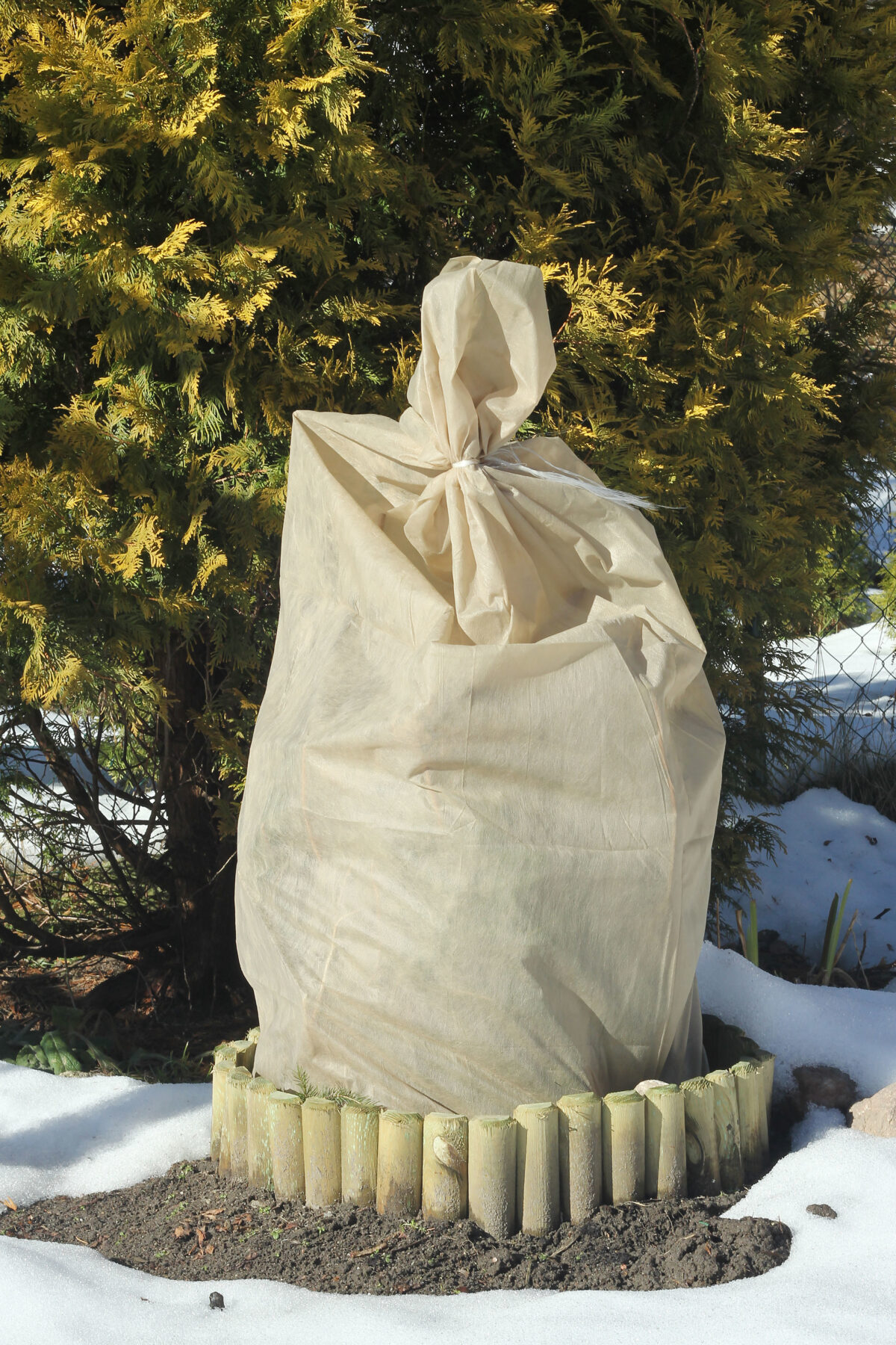 roses bush wound by spunbond round against the winter frost