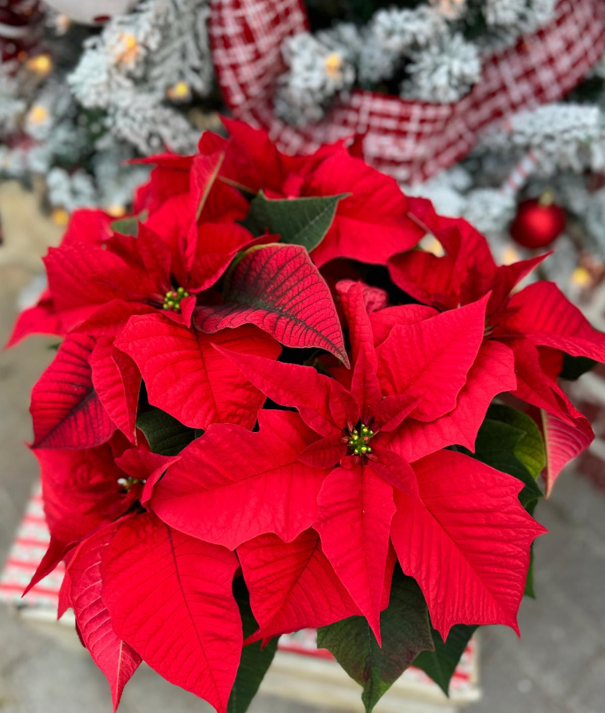 poinsettia websafe