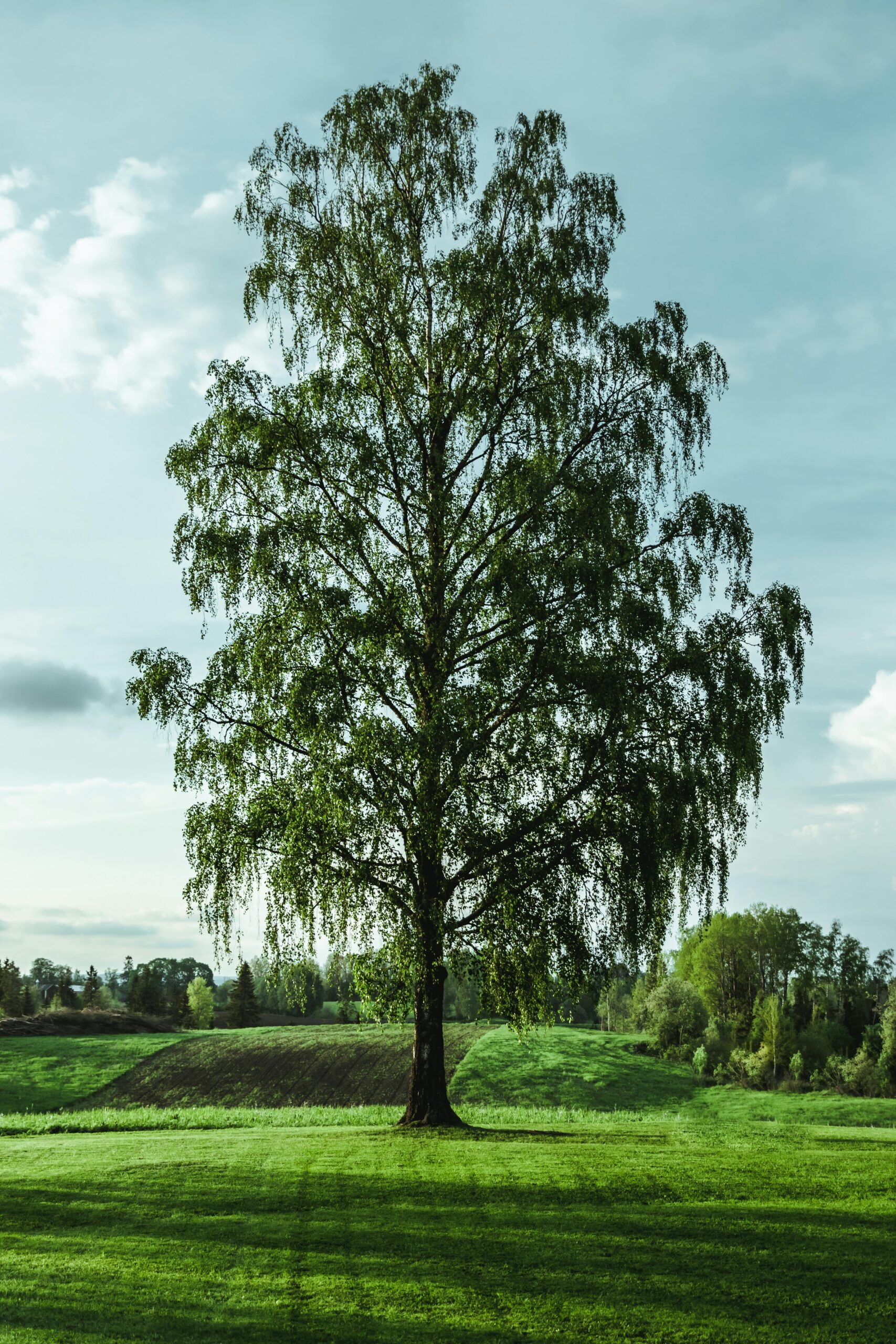 ca download pexels-tobiasbjorkli-2360670