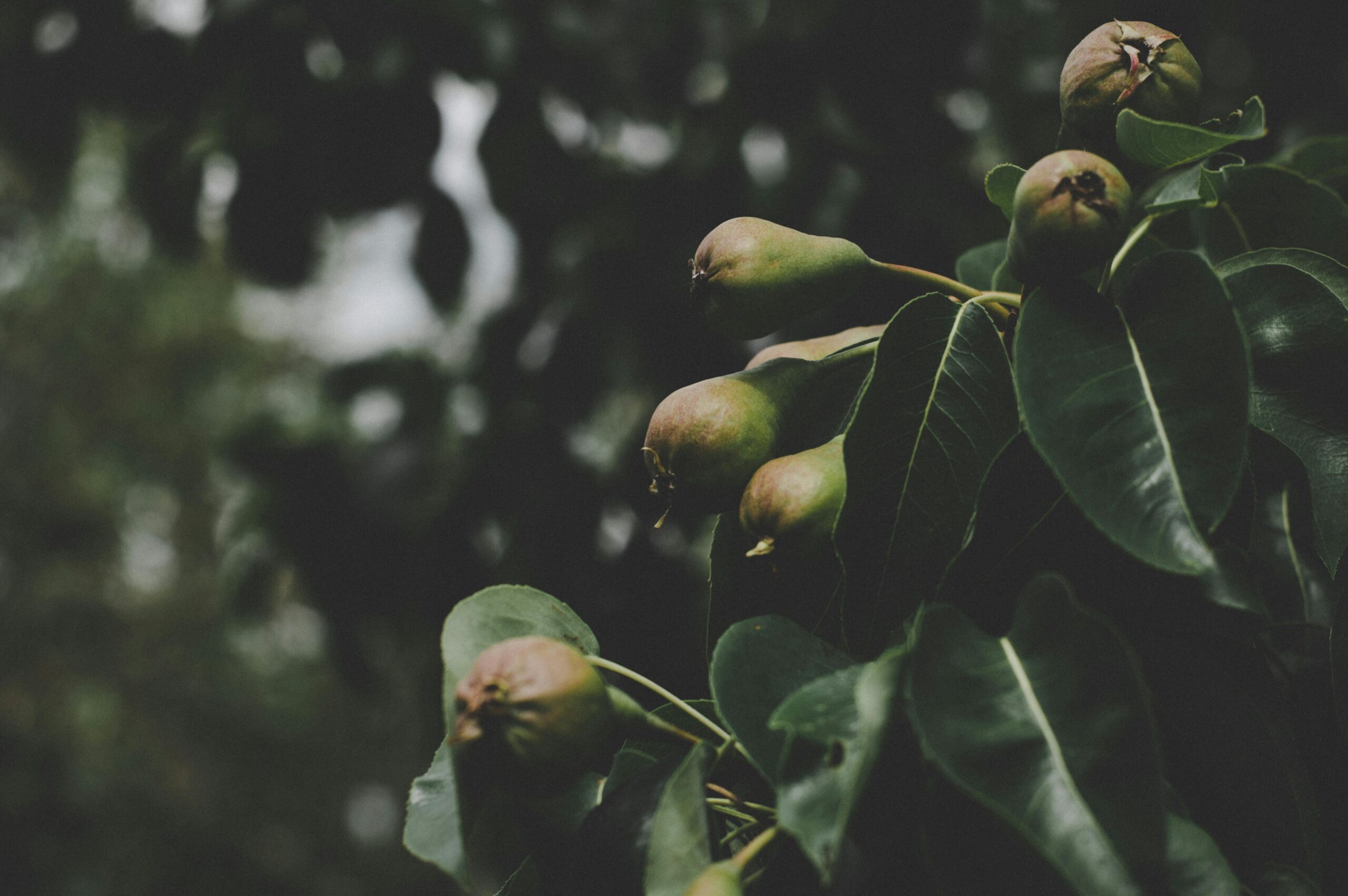 ca download pexels-danielspase-1418365