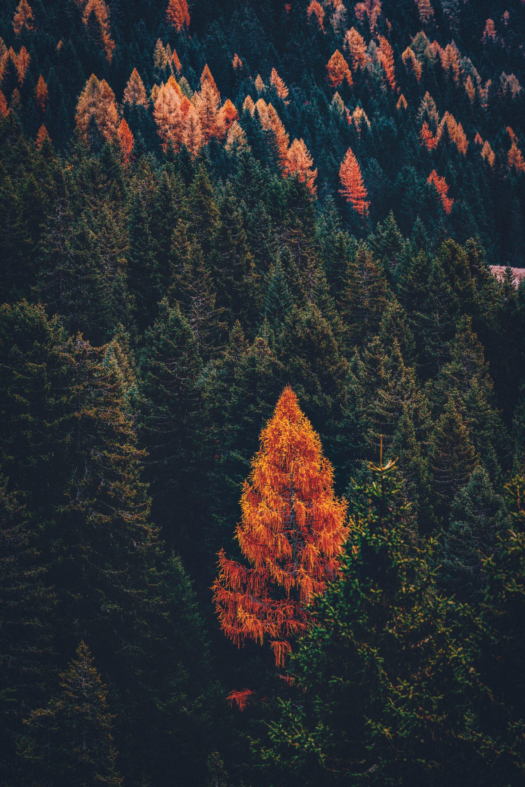 ca download pexels-eberhardgross-3389538