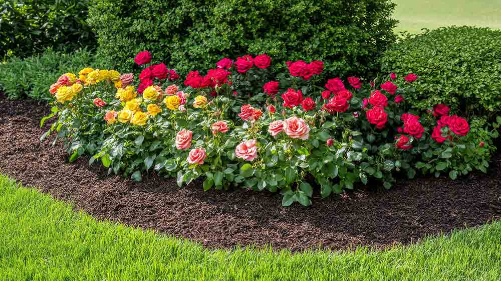 ca-download-AdobeStock_1032638072