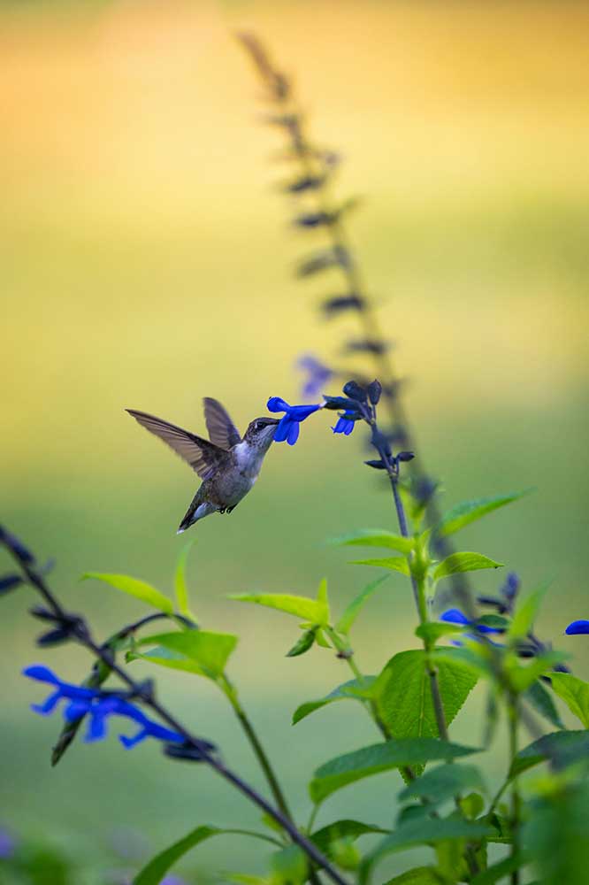 ca-download-pexels-chris-f-38966-33697953